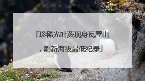 珍稀光叶蕨现身瓦屋山，刷新海拔最低纪录