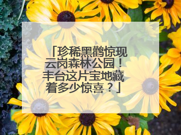 珍稀黑鹳惊现云岗森林公园！丰台这片宝地藏着多少惊喜？