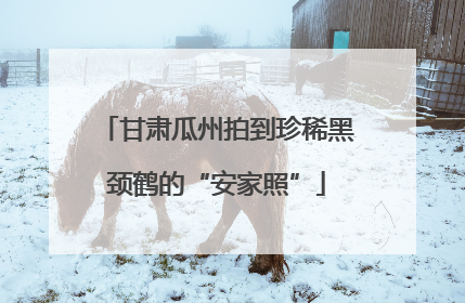 甘肃瓜州拍到珍稀黑颈鹤的“安家照”