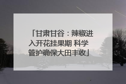甘肃甘谷：辣椒进入开花挂果期 科学管护确保大田丰收