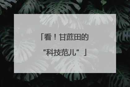 看！甘蔗田的“科技范儿”