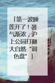 第一波睡莲开了！暑气渐浓，沪上公园打翻大自然“调色盘”