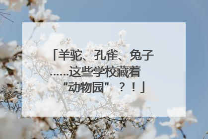 羊驼、孔雀、兔子……这些学校藏着 “动物园”？！