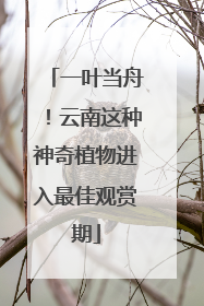 一叶当舟！云南这种神奇植物进入最佳观赏期