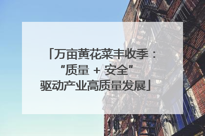 万亩黄花菜丰收季：“质量 + 安全” 驱动产业高质量发展