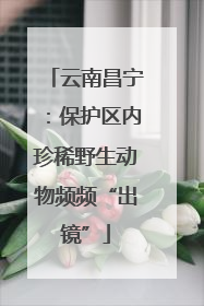 云南昌宁：保护区内珍稀野生动物频频“出镜”