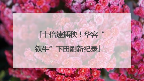 十倍速插秧！华容“铁牛”下田刷新纪录