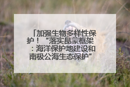 加强生物多样性保护！“落实昆蒙框架：海洋保护地建设和南极公海生态保护”主题论坛将举办