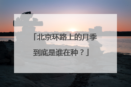 北京环路上的月季到底是谁在种？
