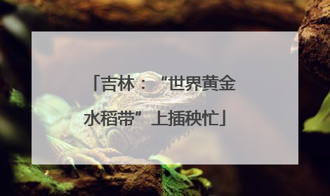 吉林：“世界黄金水稻带”上插秧忙