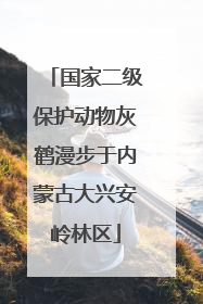国家二级保护动物灰鹤漫步于内蒙古大兴安岭林区