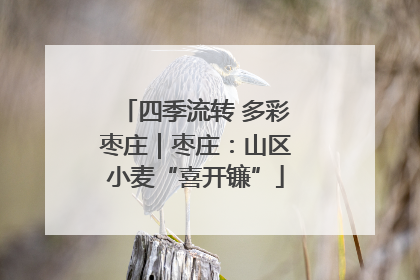 四季流转 多彩枣庄｜枣庄：山区小麦“喜开镰”