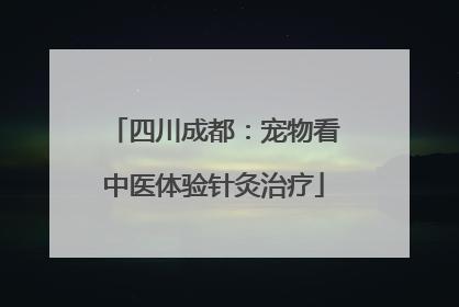四川成都：宠物看中医体验针灸治疗