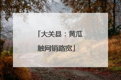 大关县：黄瓜触网销路宽
