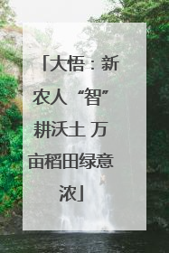 大悟：新农人“智”耕沃土 万亩稻田绿意浓