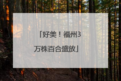 好美！福州3万株百合盛放