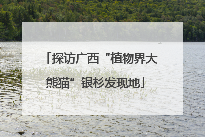 探访广西“植物界大熊猫”银杉发现地