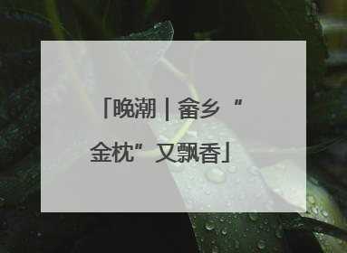 晚潮｜畲乡“金枕”又飘香