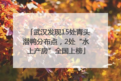 武汉发现15处青头潜鸭分布点，2处“水上产房”全国上榜