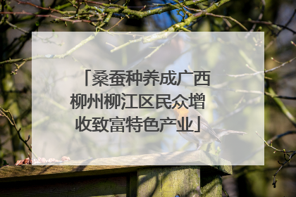 桑蚕种养成广西柳州柳江区民众增收致富特色产业