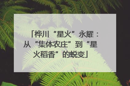 桦川“星火”永耀：从“集体农庄”到“星火稻香”的蜕变
