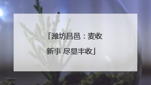 潍坊昌邑：麦收新事 尽显丰收