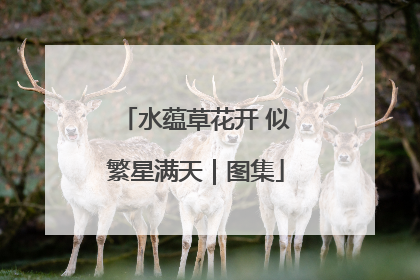 水蕴草花开 似繁星满天｜图集