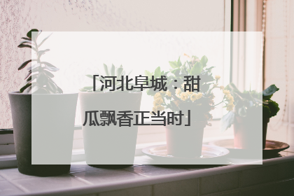 河北阜城：甜瓜飘香正当时
