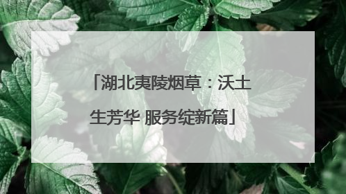 湖北夷陵烟草：沃土生芳华 服务绽新篇