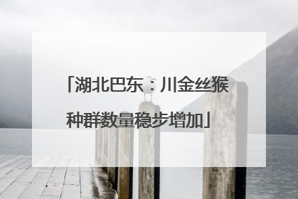 湖北巴东：川金丝猴种群数量稳步增加