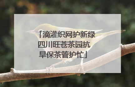 滴灌织网护新绿 四川旺苍茶园抗旱保茶管护忙