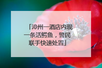 漳州一酒店内现一条活鳄鱼，警民联手快速处置