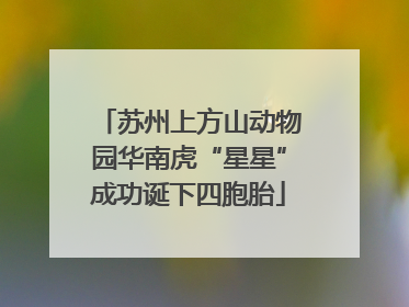 苏州上方山动物园华南虎“星星”成功诞下四胞胎