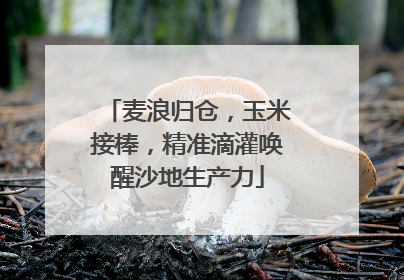 麦浪归仓，玉米接棒，精准滴灌唤醒沙地生产力