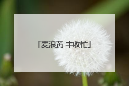 麦浪黄 丰收忙