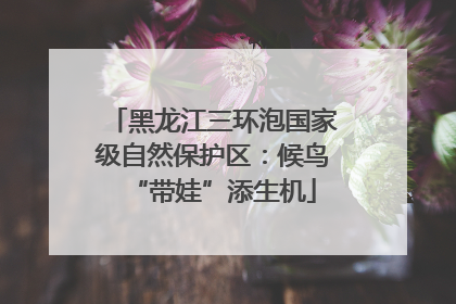 黑龙江三环泡国家级自然保护区：候鸟“带娃”添生机