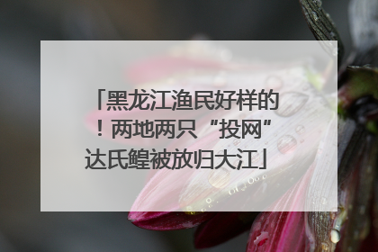 黑龙江渔民好样的！两地两只“投网”达氏鳇被放归大江