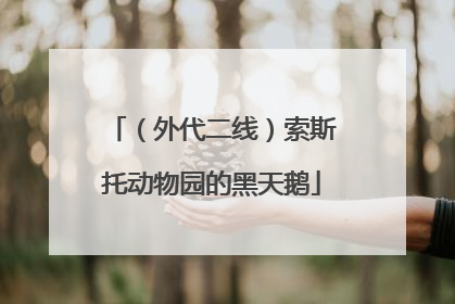 （外代二线）索斯托动物园的黑天鹅