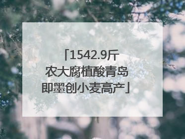 1542.9斤 农大腐植酸青岛即墨创小麦高产