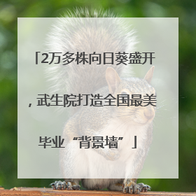 2万多株向日葵盛开，武生院打造全国最美毕业“背景墙”
