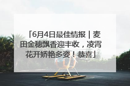 6月4日最佳情报｜麦田金穗飘香迎丰收，凌霄花开娇艳多姿！恭喜
